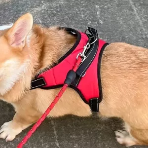 Harnais réglable intelligent pour chien - Sécurité et confort