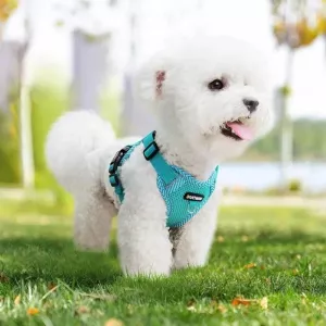 Harnais pour chats et chiens réglable et confortable