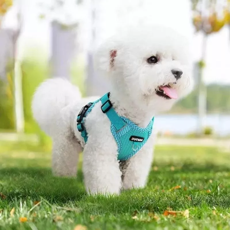 Harnais pour chats et chiens réglable et confortable Couleur Bleu Taille S