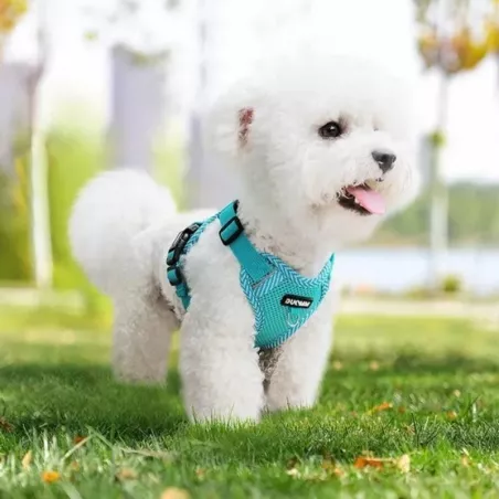 Harnais pour chats et chiens réglable et confortable Couleur Bleu Taille S
