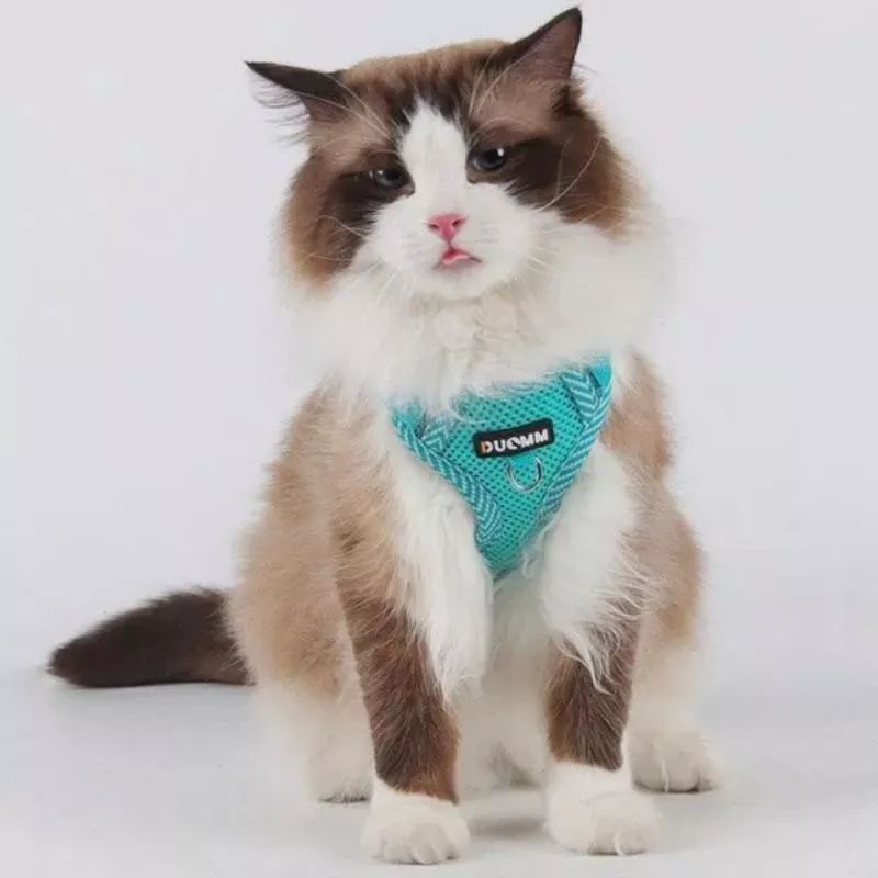 Harnais pour chats et chiens réglable et confortable Couleur Bleu Taille S