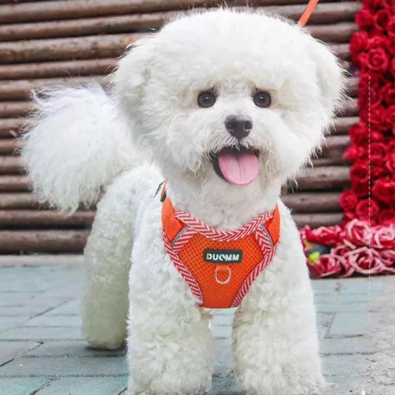 Harnais pour chats et chiens réglable et confortable Couleur Orange Taille S