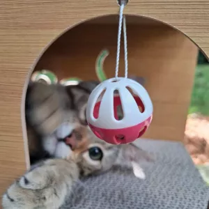 Tunnel à gratter pour Chats - Jouet Interactif