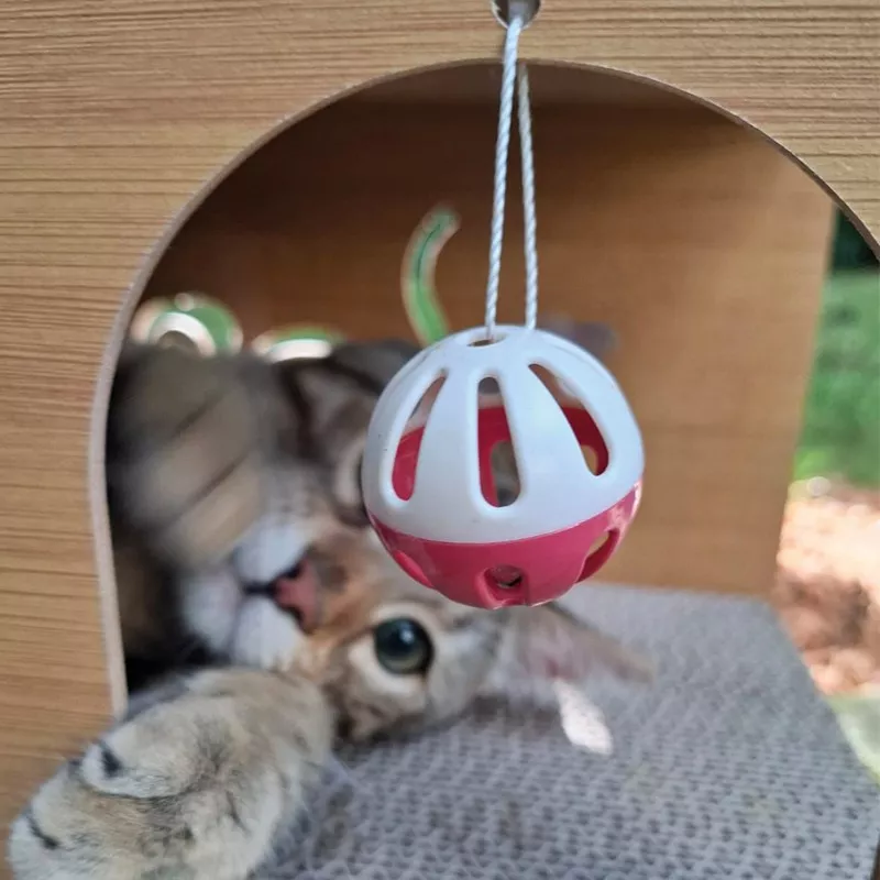 Tunnel à gratter pour Chats - Jouet Interactif