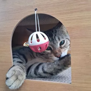 Tunnel à gratter pour Chats - Jouet Interactif